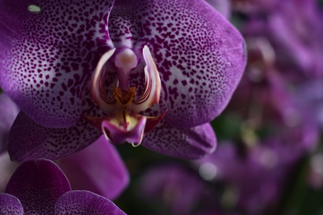 Kew Gardens purple orchid